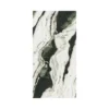 Dalmata